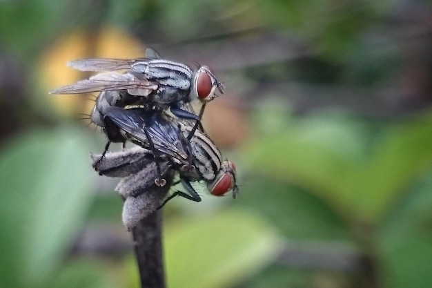 写真 葉の上に座っている昆虫のクローズアップ