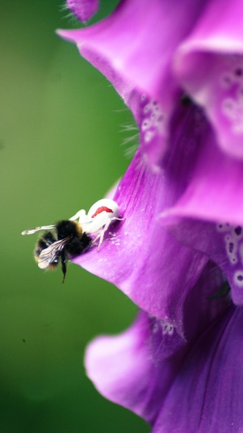 写真 紫の花に受粉する昆虫のクローズアップ