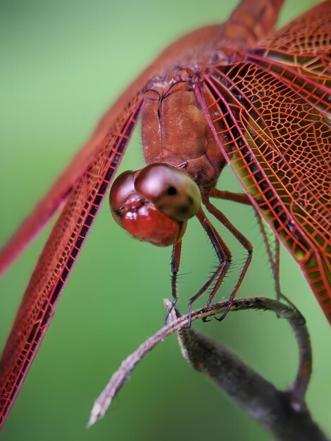 写真 昆虫のクローズアップ