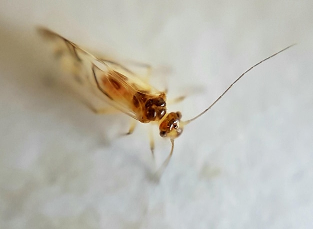 写真 昆虫のクローズアップ