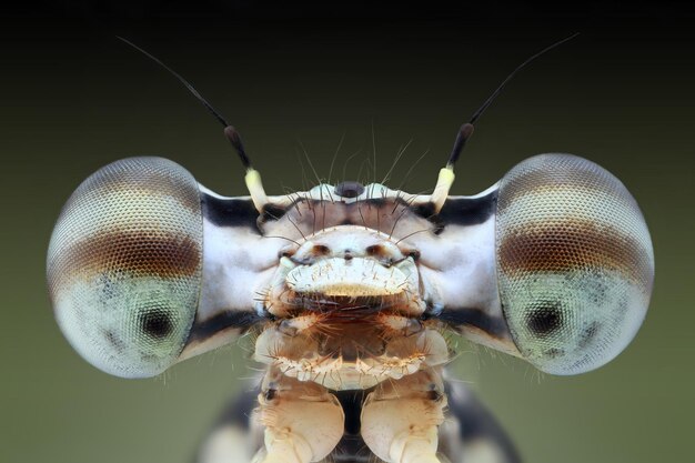 写真 昆虫のクローズアップ