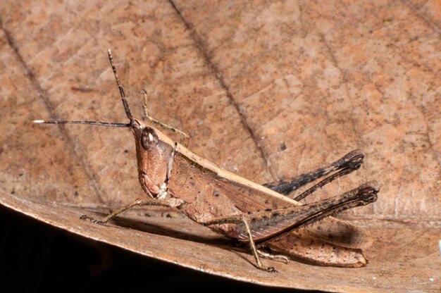 写真 昆虫のクローズアップ