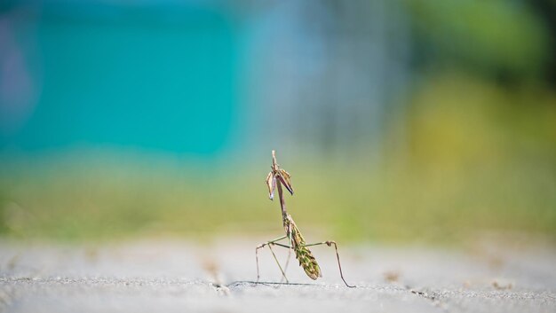 写真 昆虫のクローズアップ