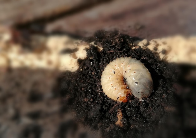 写真 昆虫のクローズアップ