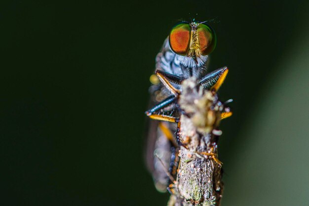 写真 昆虫のクローズアップ