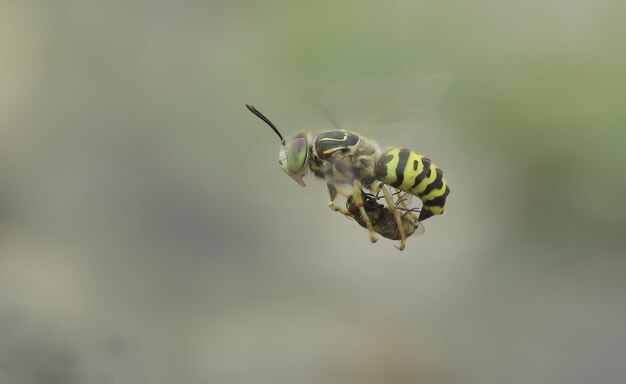 写真 昆虫のクローズアップ