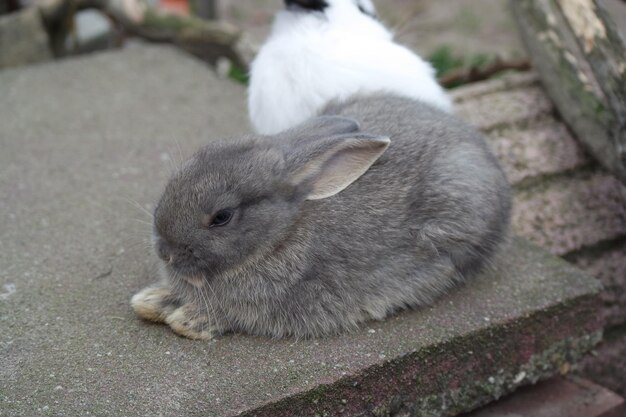 写真 昆虫のクローズアップ