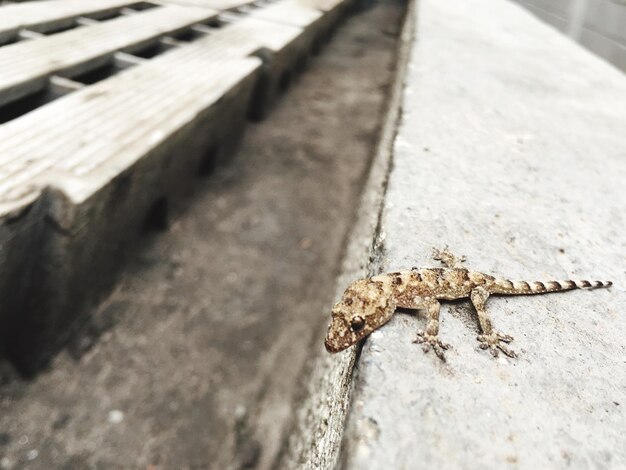 写真 昆虫のクローズアップ