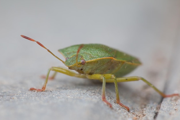 写真 昆虫のクローズアップ