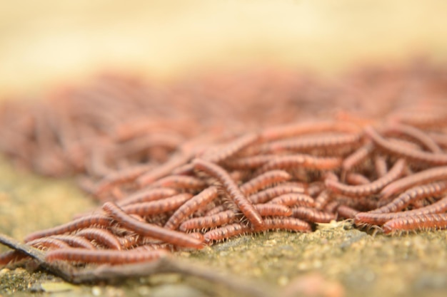 写真 昆虫のクローズアップ