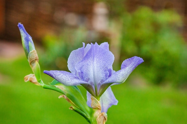 ぼやけた背景のアイリスの花のクローズアップ庭の美しい夏の紫色の花