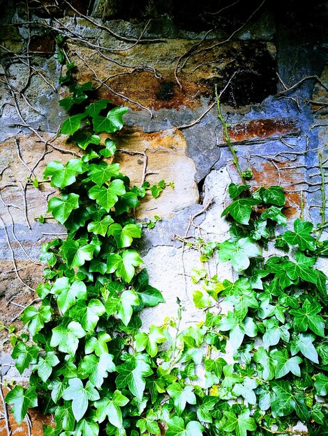 写真 植物の上で育つエイビーのクローズアップ