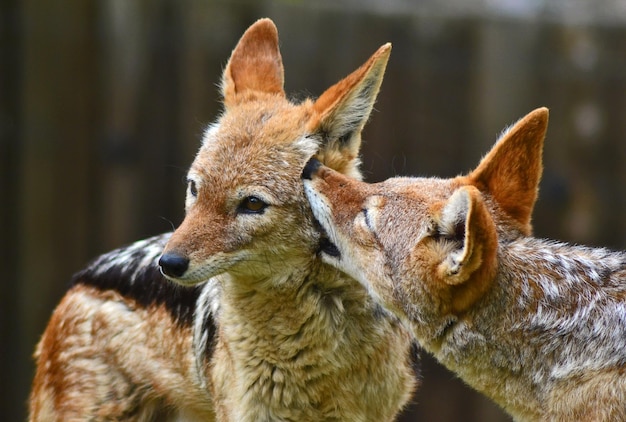 写真 外で立っているシャカルのクローズアップ