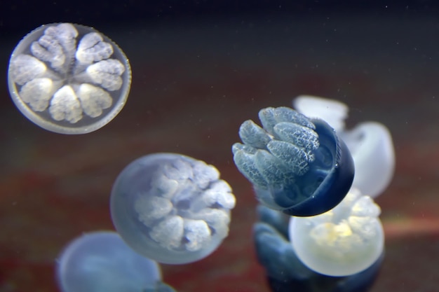 写真 海中の水母のクローズアップ