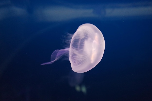 写真 海中の水母のクローズアップ