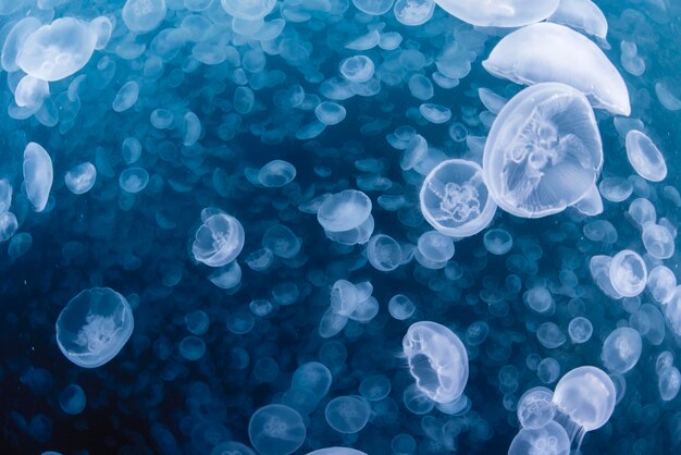 写真 海中の水母のクローズアップ