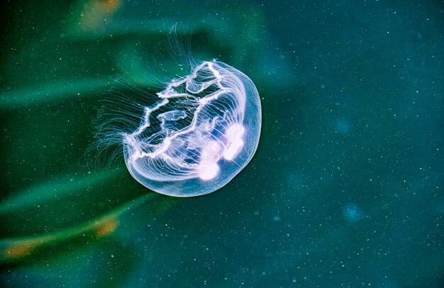 写真 海中の水母のクローズアップ