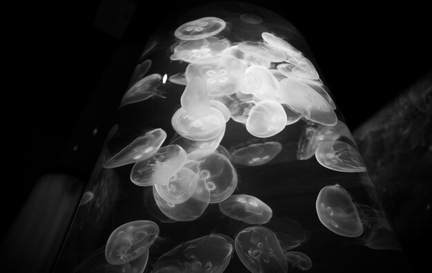 사진 바다 의 해파리 들 의 클로즈업