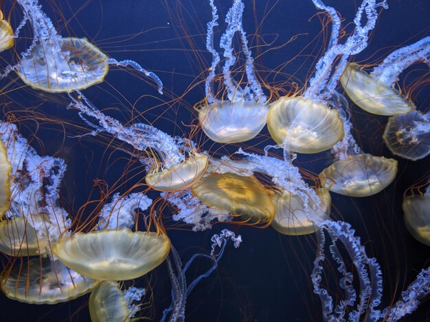 写真 水中の水母のクローズアップ