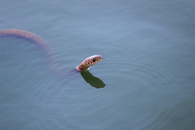 Фото Близкий план медуз, плавающих в озере