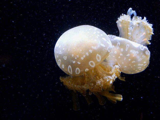 写真 海で泳ぐ水母のクローズアップ