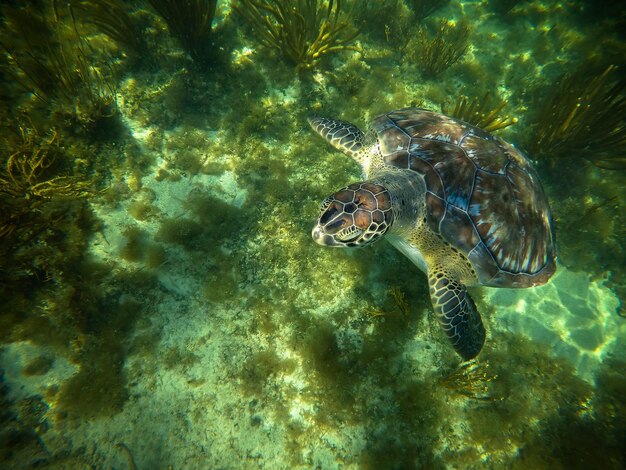 写真 海で泳ぐ水母のクローズアップ