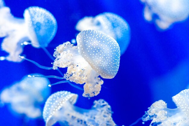 写真 海で泳ぐ水母のクローズアップ