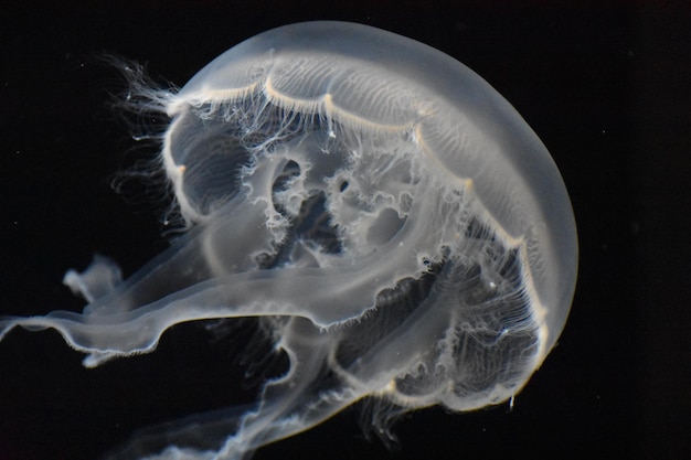 Фото Близкий план медуз, плавающих в море