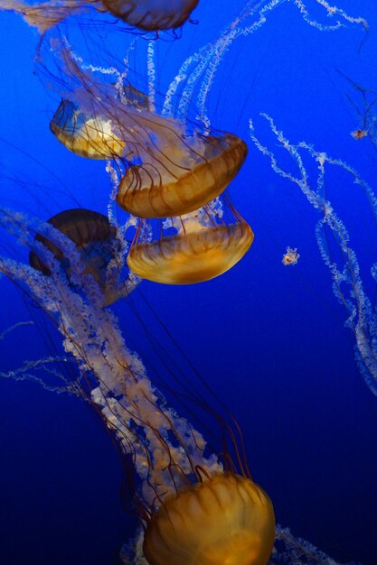 写真 海で泳ぐ水母のクローズアップ