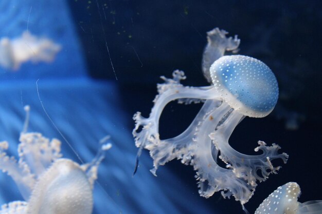 写真 海で泳ぐ水母のクローズアップ