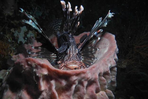 写真 海で泳ぐ水母のクローズアップ