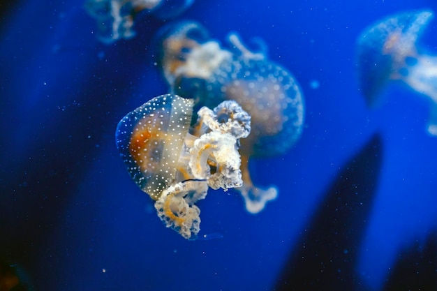 写真 海で泳ぐ水母のクローズアップ