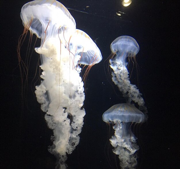 写真 海で泳ぐ水母のクローズアップ