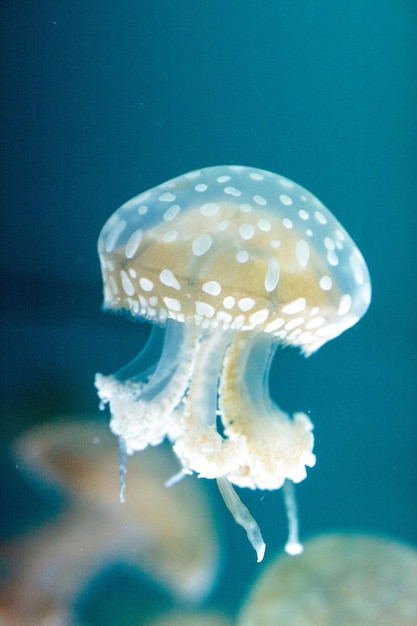 写真 海で泳ぐ水母のクローズアップ