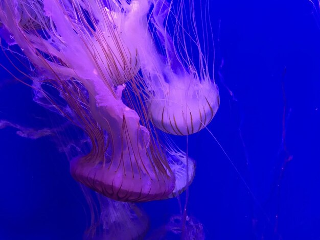 Фото Близкий план медуз, плавающих в море