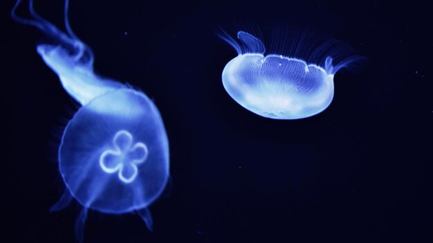 写真 海で泳ぐ水母のクローズアップ