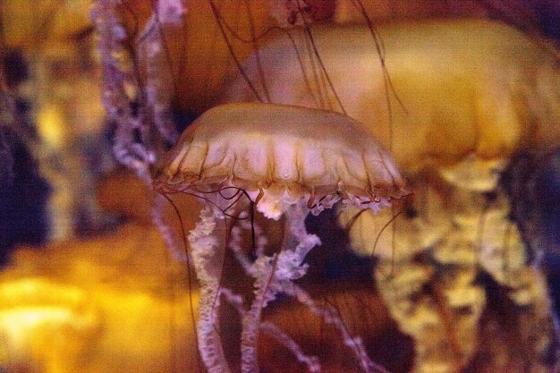 写真 アクアリウムで泳ぐ水母のクローズアップ