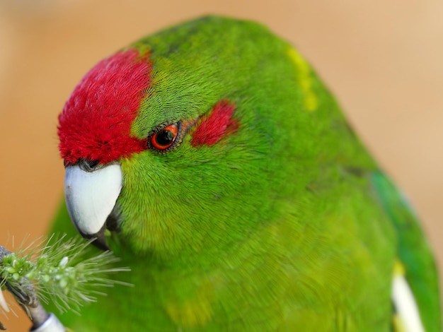 写真 カカリキのクローズアップ