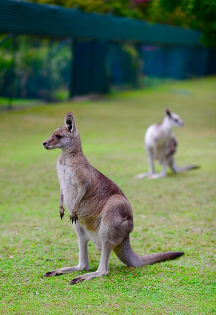 写真 野原でのカンガルーのクローズアップ