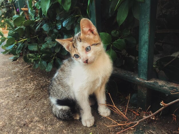 사진 울타리 에 있는 새끼 고양이 의 클로즈업