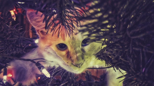 写真 クリスマスツリーの中に隠れている子猫のクローズアップ