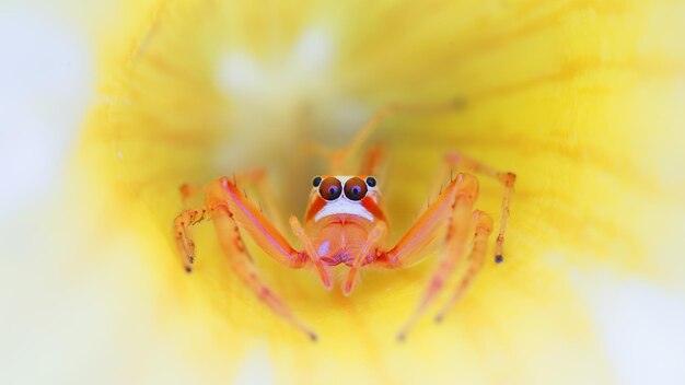 写真 花の上のカメラのクローズアップ