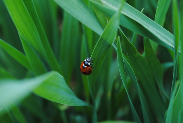 写真 葉 の 上 に いる ウサギ の クローズアップ