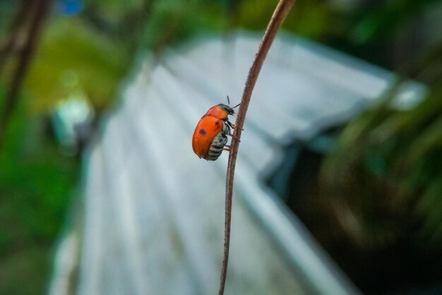 写真 植物上のカメラバッグのクローズアップ