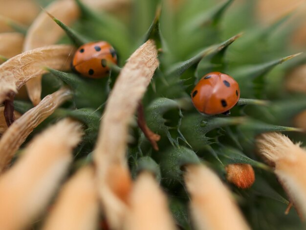 写真 植物上のカメラバッグのクローズアップ