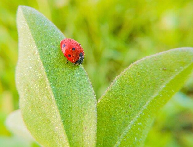 写真 植物 の 上 に いる ウミガメ の クローズアップ