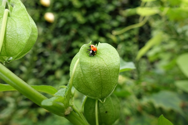 写真 植物上のカメラバッグのクローズアップ