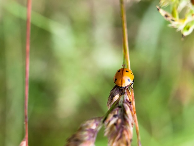 写真 植物上のカメラバッグのクローズアップ