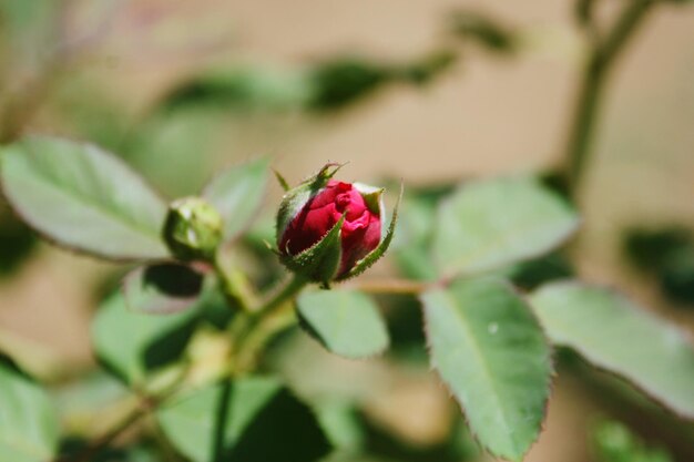 写真 植物上のカメラバッグのクローズアップ