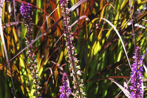 写真 ラベンダー花のクローズアップ